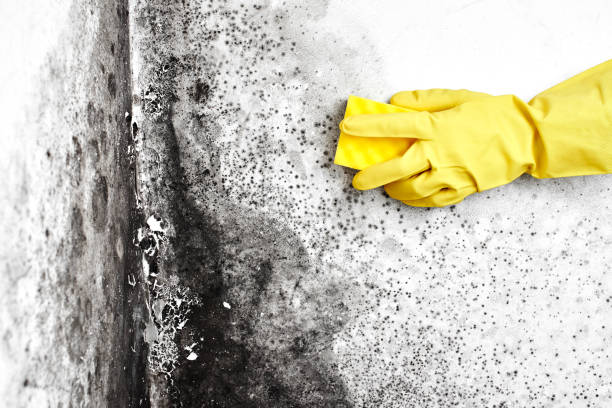 Best Kitchen Mold Remediation in Twain Harte, CA