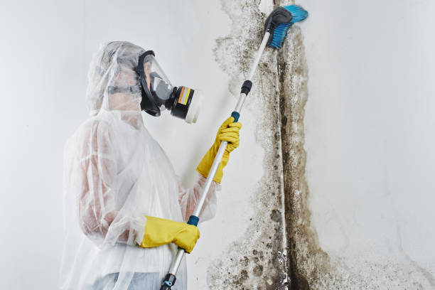 Best Emergency Mold Remediation in Twain Harte, CA