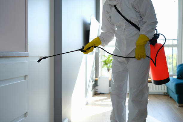 Best Basement Mold Remediation in Twain Harte, CA