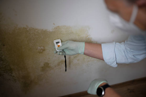 Professional Mold Remediation in Twain Harte, CA