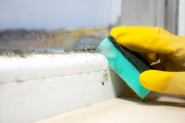 Best Residential Mold Remediation in Twain Harte, CA