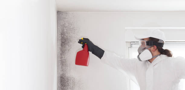 Best Insurance-Related Mold Remediation in Twain Harte, CA