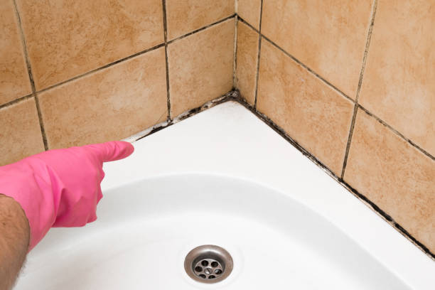 Best Preventive Mold Services in Twain Harte, CA