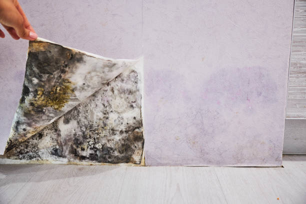 Best DIY Mold Remediation Support Services in Twain Harte, CA